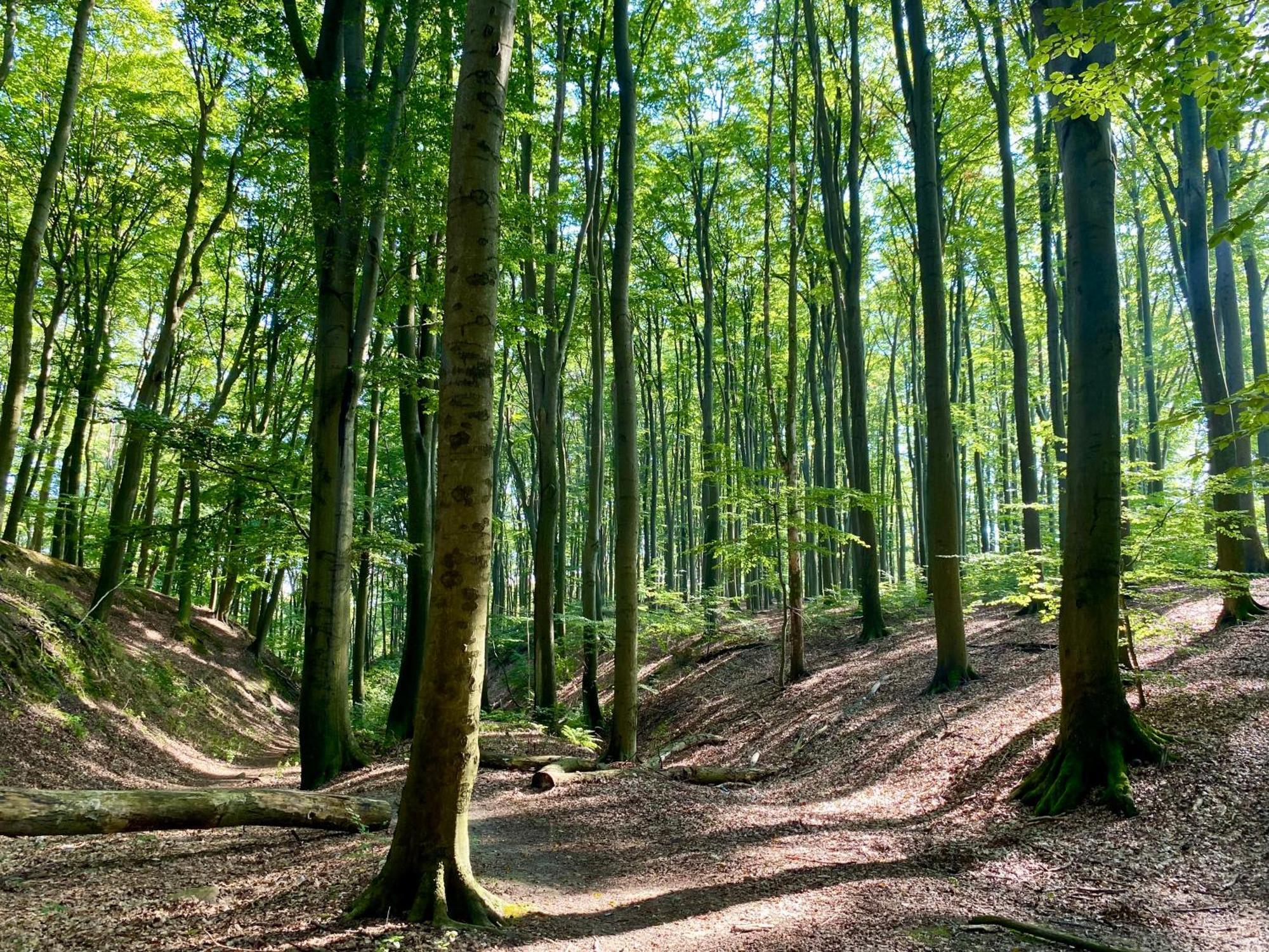 Zielone Okiennice Lagow Bagian luar foto